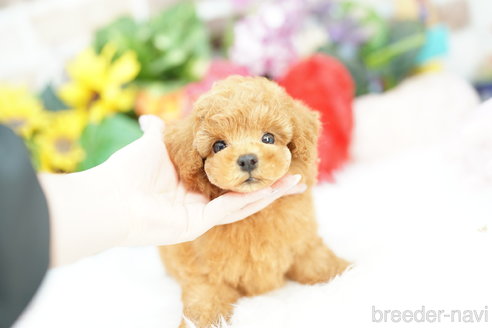 成約済の埼玉県のトイプードル-323308の2枚目