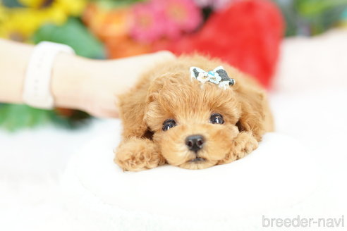 成約済の埼玉県のトイプードル-323308の1枚目