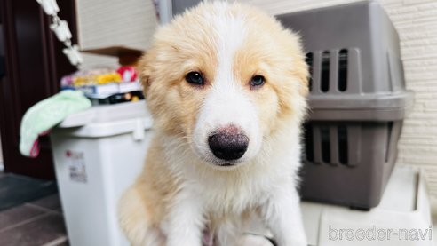 成約済の愛知県のボーダーコリー-323317の5枚目