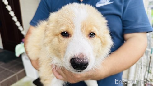 成約済の愛知県のボーダーコリー-323317の6枚目