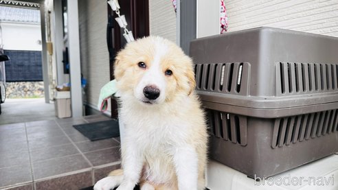 成約済の愛知県のボーダーコリー-323317の4枚目