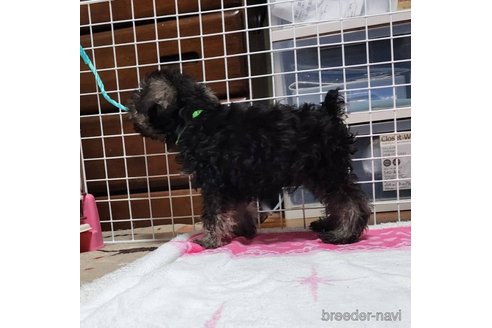 成約済の岡山県のミニチュアシュナウザー-313755の16枚目