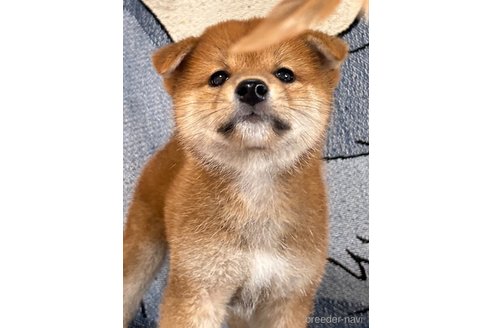 成約済の大阪府の柴犬-323325の2枚目