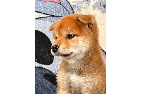 成約済の大阪府の柴犬-323325の3枚目