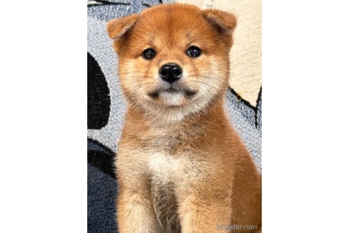 成約済の大阪府の柴犬-323325の1枚目