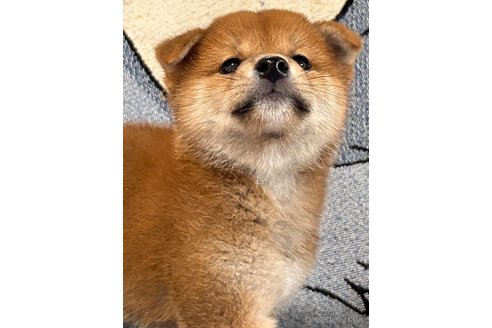 成約済の大阪府の柴犬-323325の4枚目