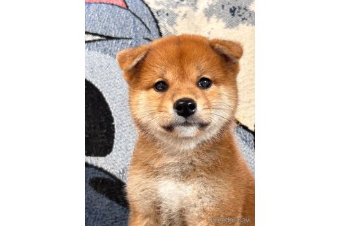 成約済の大阪府の柴犬-323325の5枚目