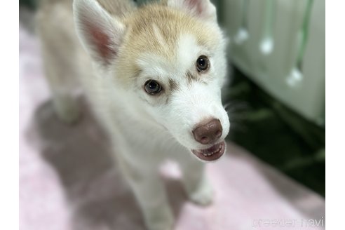 成約済の愛知県のシベリアンハスキー-313571