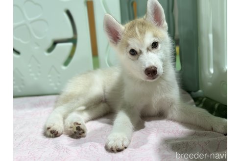 成約済の愛知県のシベリアンハスキー-313571の5枚目