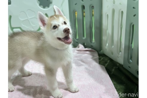 成約済の愛知県のシベリアンハスキー-313571の4枚目