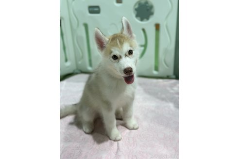 成約済の愛知県のシベリアンハスキー-313571の3枚目
