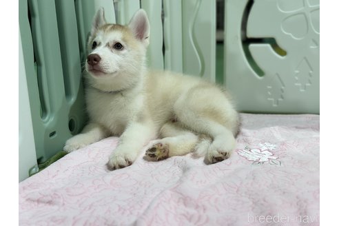 成約済の愛知県のシベリアンハスキー-313571の2枚目