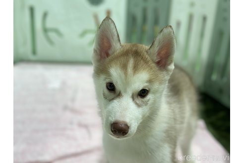 成約済の愛知県のシベリアンハスキー-313572の5枚目