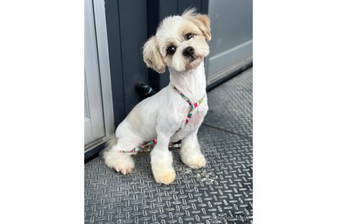 成約済の山口県のミックス犬-266109の5枚目