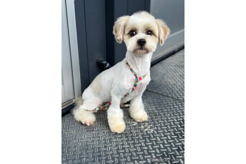 成約済の山口県のミックス犬-266109の6枚目