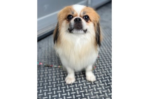 成約済の山口県のミックス犬-266012の2枚目