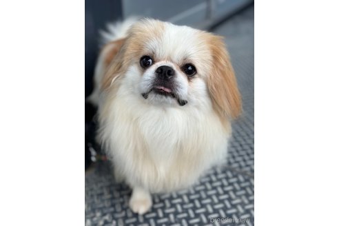 成約済の山口県のミックス犬-281569の6枚目