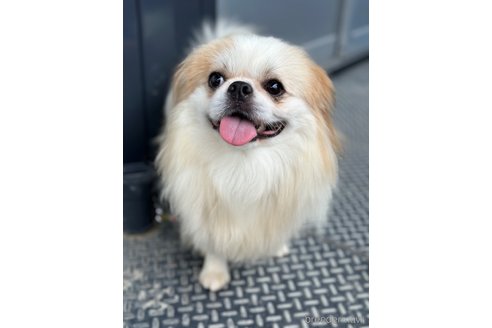 成約済の山口県のミックス犬-281569の1枚目