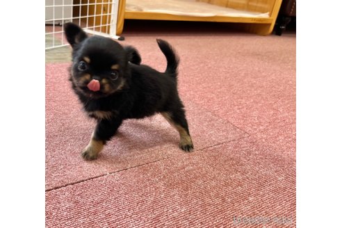 成約済の香川県のチワワ(ロングコート)-323365の12枚目