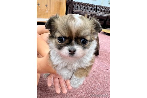 成約済の香川県のチワワ(ロングコート)-323375の1枚目
