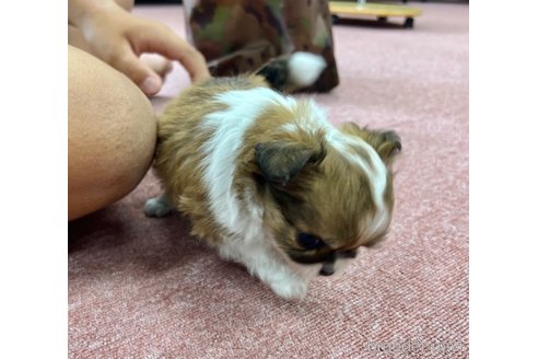 成約済の香川県のチワワ(ロングコート)-323375の5枚目