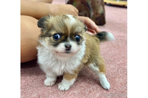 成約済の香川県のチワワ(ロングコート)-323375の4枚目