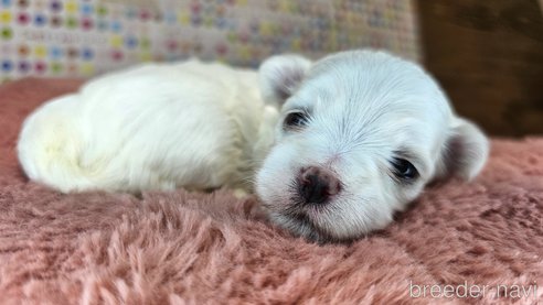 成約済の愛知県のマルチーズ-321252の10枚目
