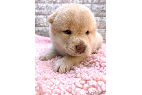 成約済の茨城県の豆柴-323395の2枚目