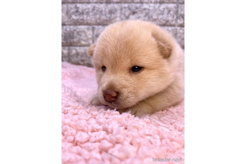 成約済の茨城県の豆柴-323395の4枚目