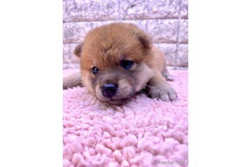 成約済の茨城県の豆柴-323396の4枚目