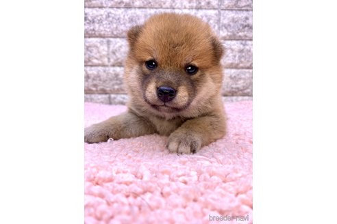 成約済の茨城県の豆柴-323396の5枚目