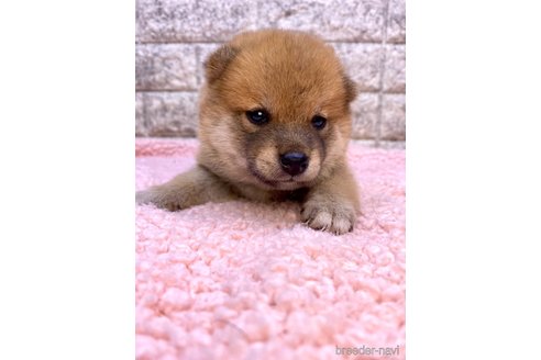 成約済の茨城県の豆柴-323396の6枚目