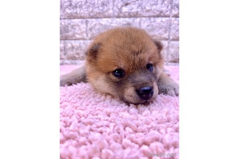 成約済の茨城県の豆柴-323396の2枚目