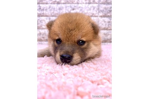 成約済の茨城県の豆柴-323396の1枚目