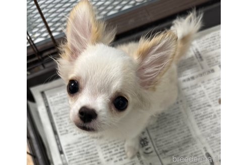 成約済の千葉県のチワワ(ロングコート)-315669の4枚目