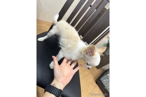 成約済の千葉県のチワワ(ロングコート)-315669の3枚目