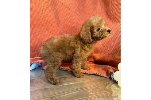 成約済の茨城県のトイプードル-323397の5枚目