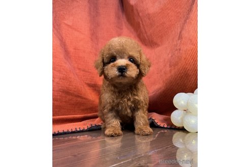 成約済の茨城県のトイプードル-323400の3枚目