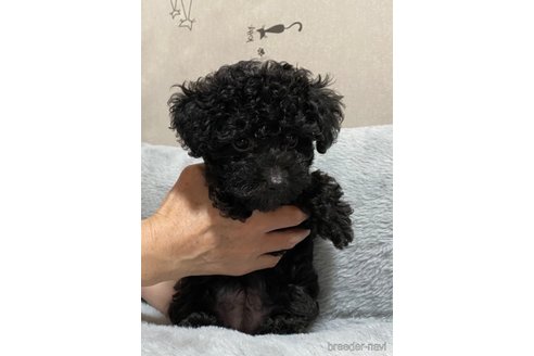 成約済の長野県のトイプードル-317190の7枚目