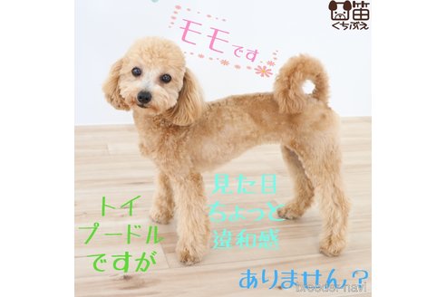 ももちゃん1枚目