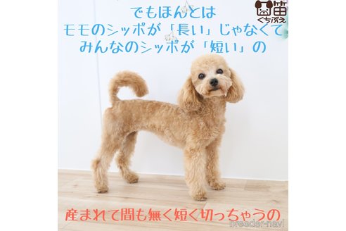 ももちゃん1枚目