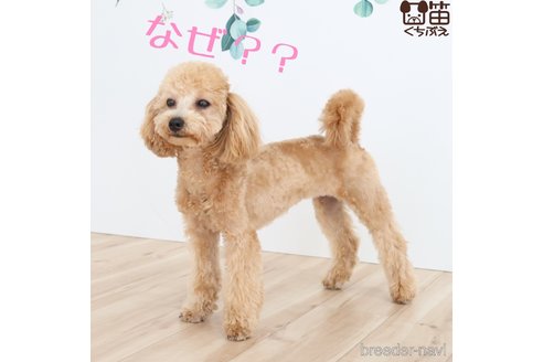 ももちゃん1枚目