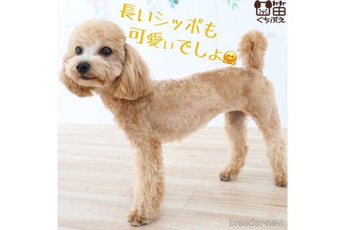 ももちゃん1枚目