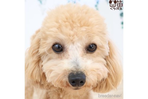 ももちゃん1枚目