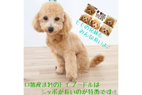 ももちゃん1枚目