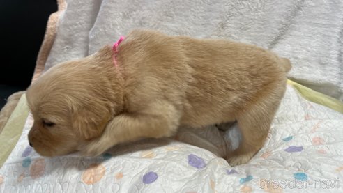 成約済の滋賀県のゴールデンレトリーバー-323462の4枚目