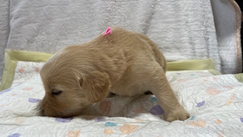 成約済の滋賀県のゴールデンレトリーバー-323462の3枚目