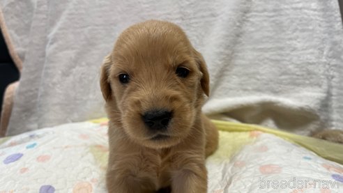 成約済の滋賀県のゴールデンレトリーバー-323463の1枚目