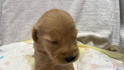成約済の滋賀県のゴールデンレトリーバー-323463の7枚目