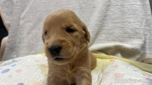 成約済の滋賀県のゴールデンレトリーバー-323463の3枚目